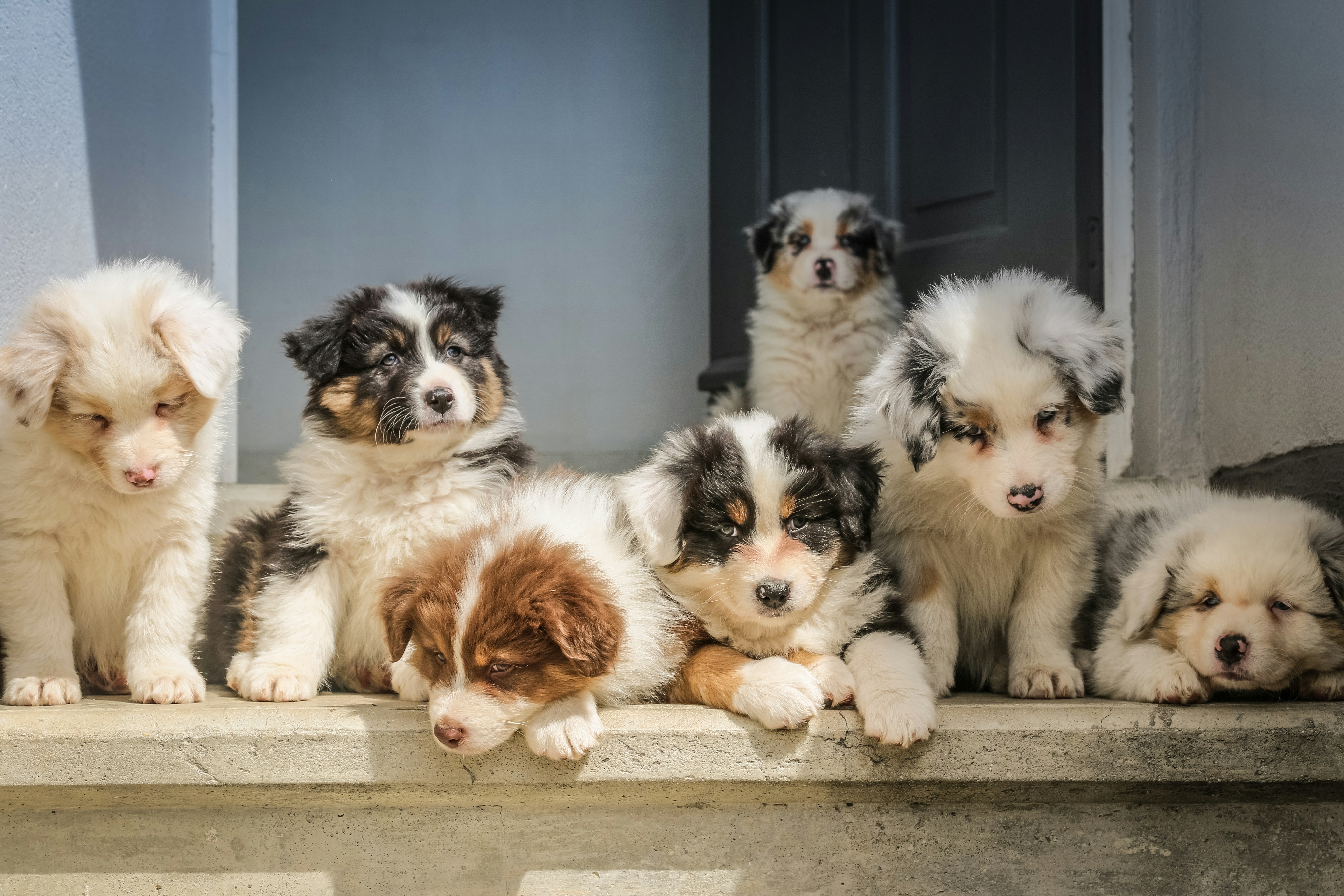 Pet-Friendly Home Design: Creating Comfortable and Stylish Spaces for Your Canine Companion